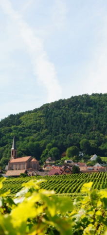 Colis « Les Grands Vins de Kuentz-Bas »